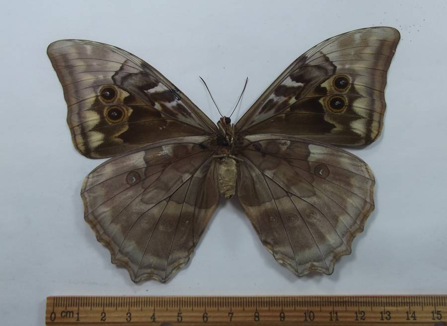 Female - Ventral View<br>(Origin of the Specimen: Cuzco, Peru, Aug 2012)