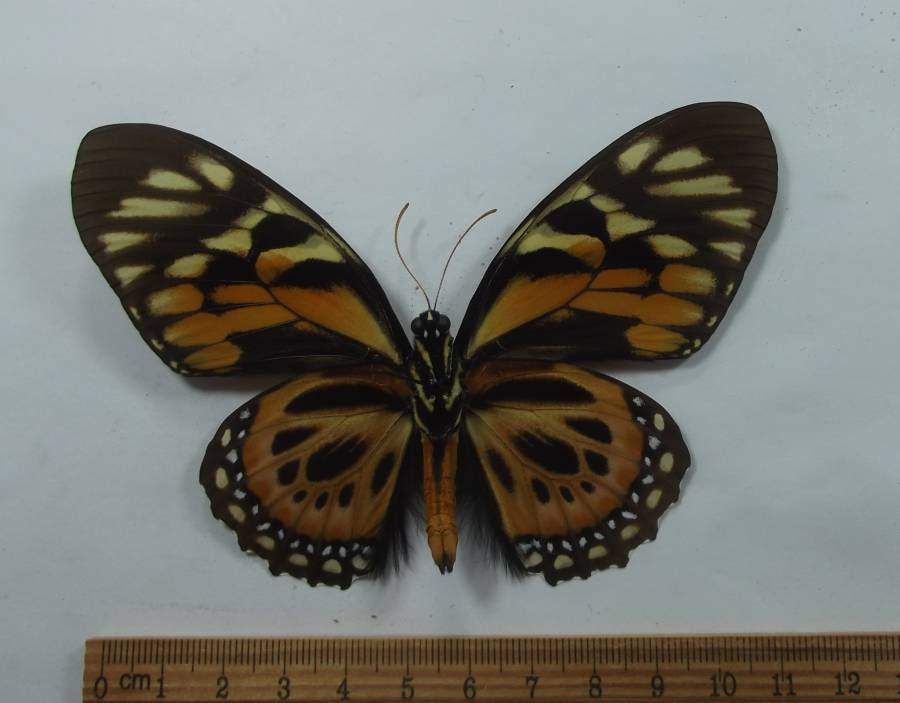 Female - Ventral View<br>(Origin of the Specimen: Cuzco, Peru, April 2012)