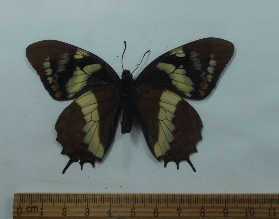 Male - Ventral View<br>(Origin of the Specimen: Cuzco, Peru, April 2012)