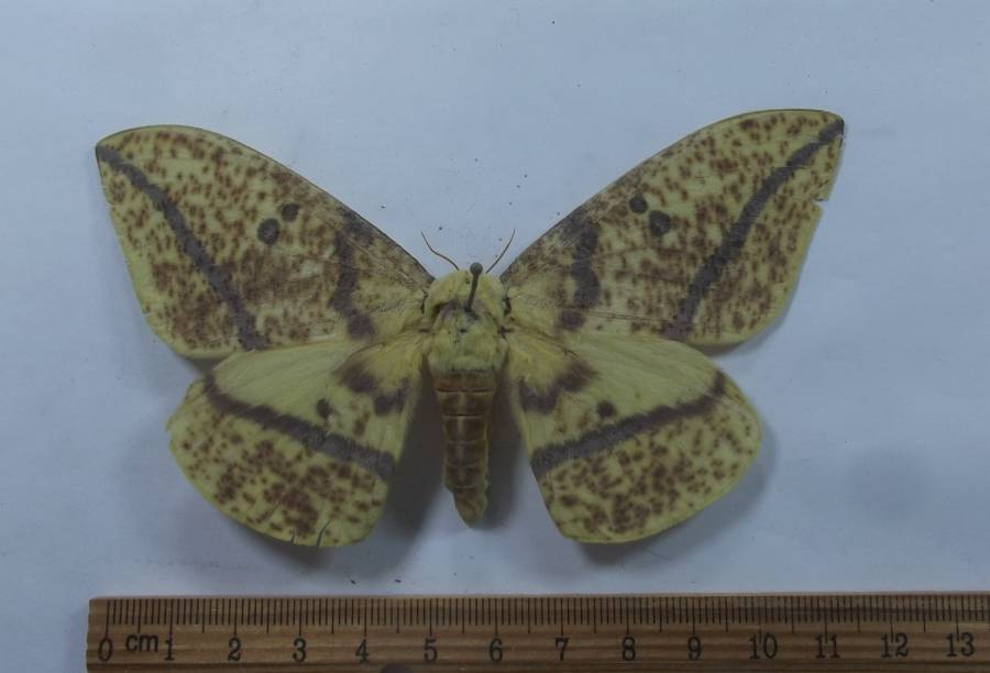 Female - Dorsal View<br>(Origin of the Specimen: Patagonia, 7000 feet, Aug 2014)