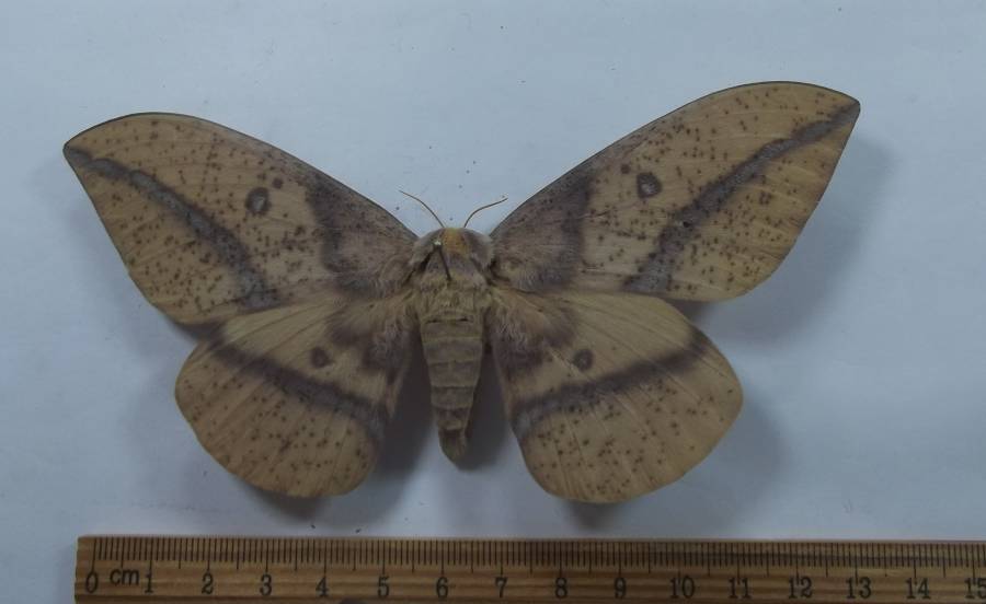 Female - Yellow-Brown - Dorsal View<br>(Origin of the Specimen: Patagonia, 7000 feet, Aug 2014)