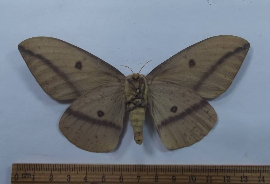 Female - Yellow-Brown - Ventrall View<br>(Origin of the Specimen: Patagonia, 7000 feet, Aug 2014)
