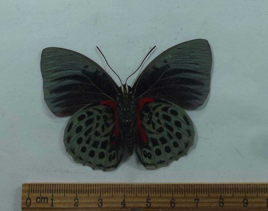 Male - Ventral View<br>(Origin of the Specimen: Ecuador, August 1998)