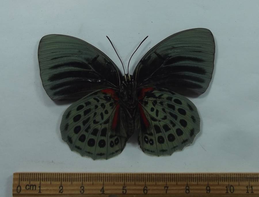 Female - Ventral View<br>(Origin of the Specimen: Ecuador, August 1998)