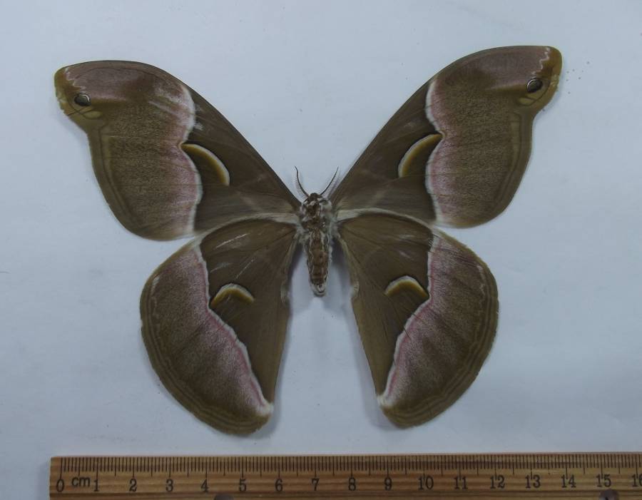 Female - Ventral View<br>(Origin of the Specimen: Palawan, August 2011)