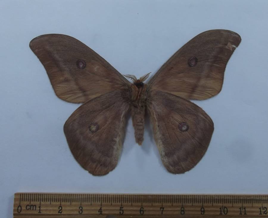 Male - Ventral View<br>(Origin of the Specimen: Ceram - Apirl 1998)