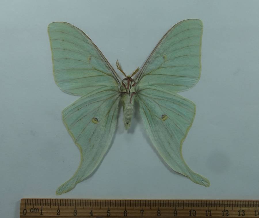 Male - Ventral View<br>(Origin of the Specimen: China, August 2005)