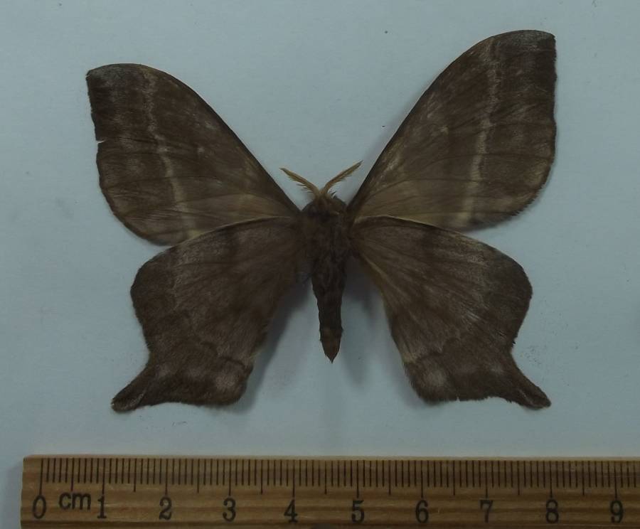 Male - Ventral View<br>(Origin of the Specimen: Malawi, May 2009)