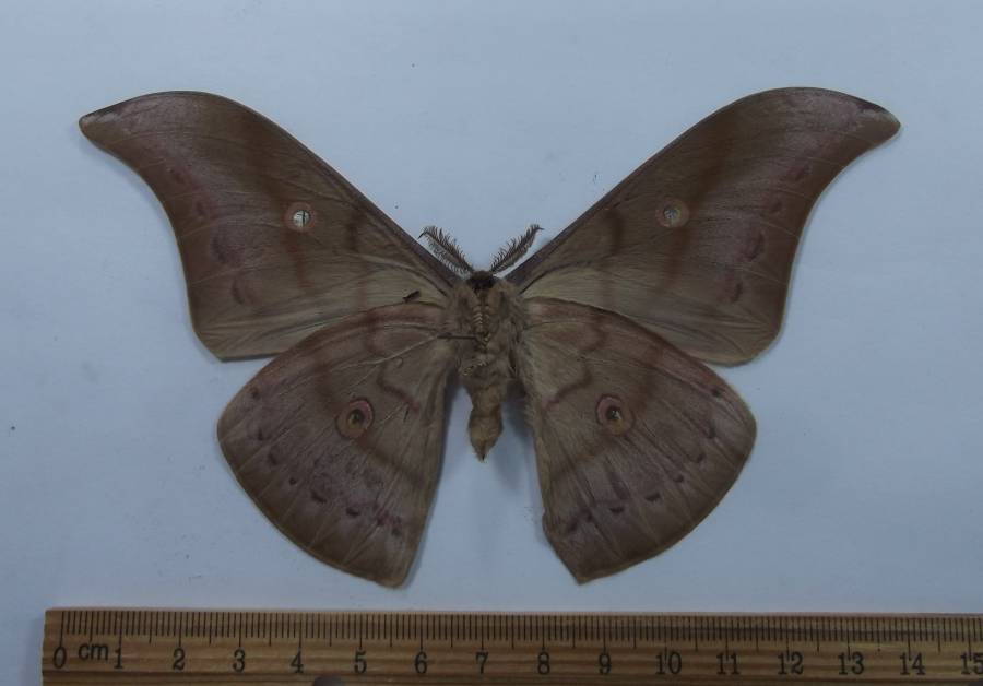 Male - Ventral View<br>(Origin of the Specimen: Vietnam, August 2007)