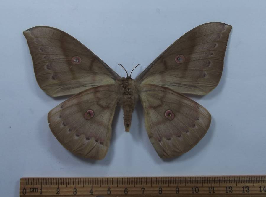 Female - Ventral View<br>(Origin of the Specimen: Vietnam, August 2007)