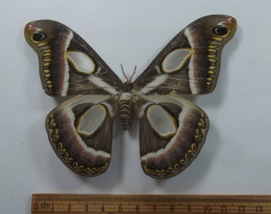 Female - Dorsal View<br>(Origin of the Specimen: Cameroon, May 2012)