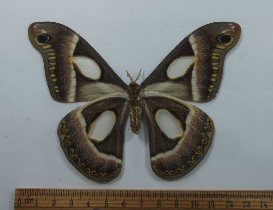 Female - Ventral View<br>(Origin of the Specimen: Cameroon, May 2012)