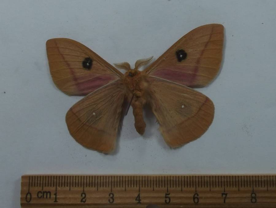 Male - Ventral View<br>(Origin of the Specimen: New Mexico, July 8, 2017)
