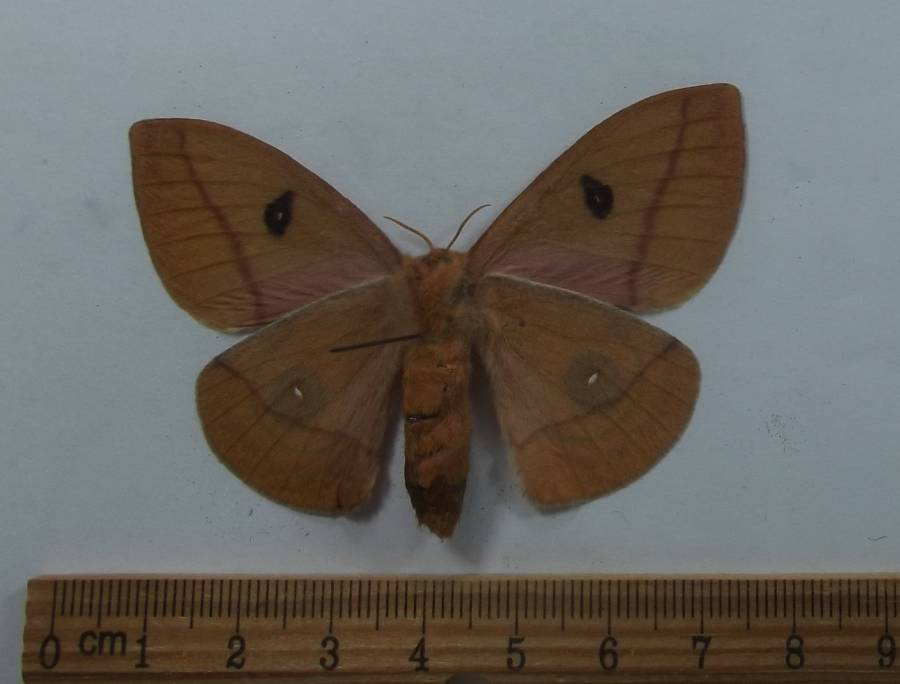 Female - Ventral View<br>(Origin of the Specimen: New Mexico, July 8, 2017)
