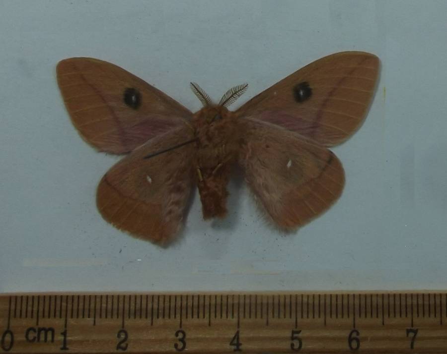 Male - Ventral View<br>(Origin of the Specimen: New Mexico, July 8, 2017)