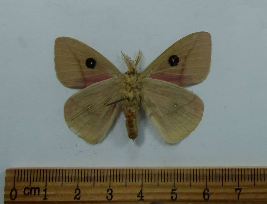 Male - Ventral View<br>(Origin of the Specimen: Louisiana April 2017)