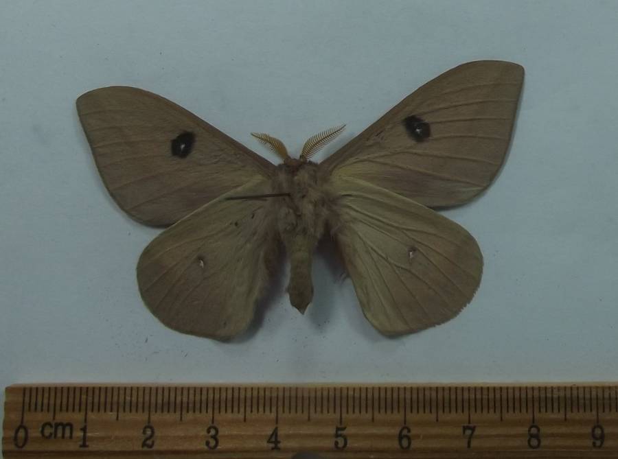 Male - Ventral View<br>(Origin of the Specimen: New Mexico, June 2017)