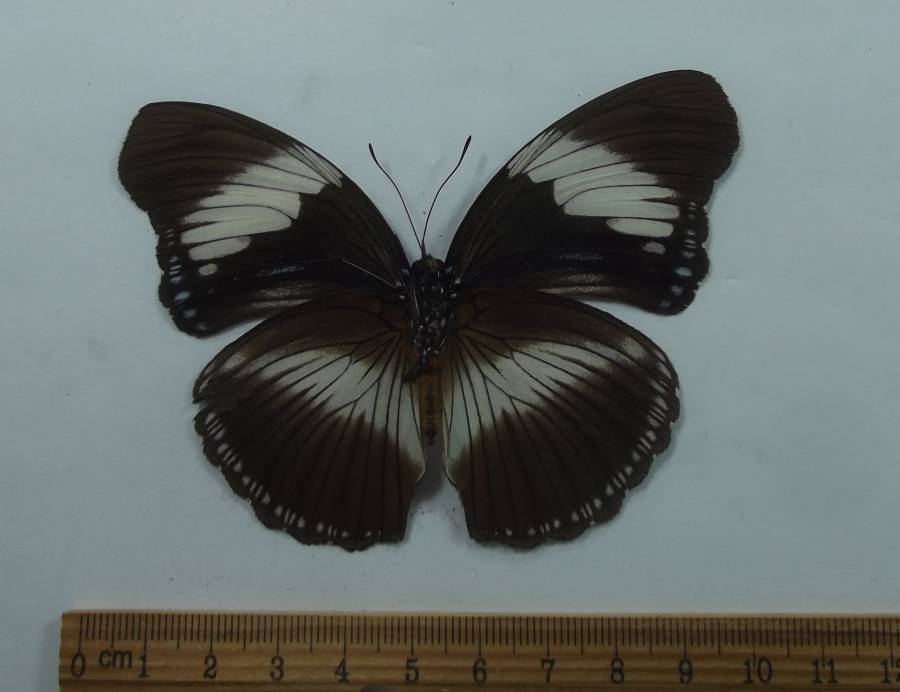 Male - Ventral View<br>(Origin of the Specimen: Cameroon, May  2012)