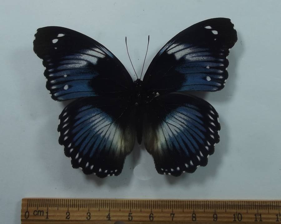 Female - Dorsal View<br>(Origin of the Specimen: Cameroon, May  2012)
