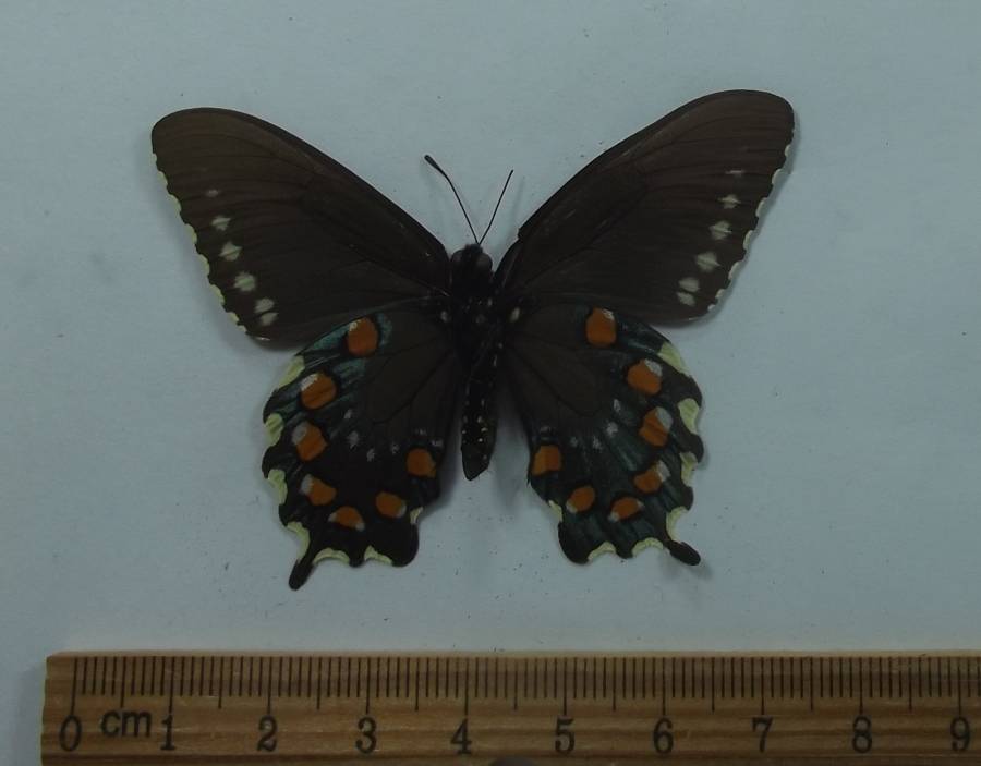 Male - Ventral View<br>(Origin of the Specimen: Oakland, California, April 1999)
