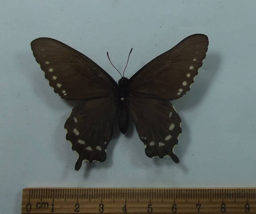 Female - Dorsal View<br>(Origin of the Specimen: Oakland, California, April 1999)