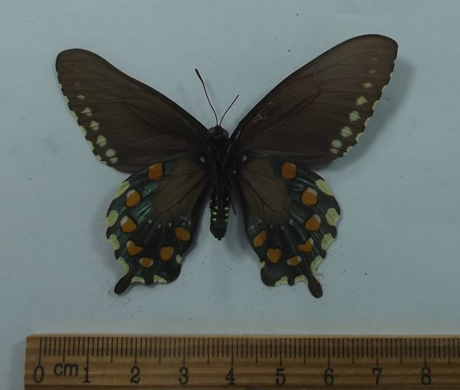 Female - Ventral View<br>(Origin of the Specimen: Oakland, California, April 1999)