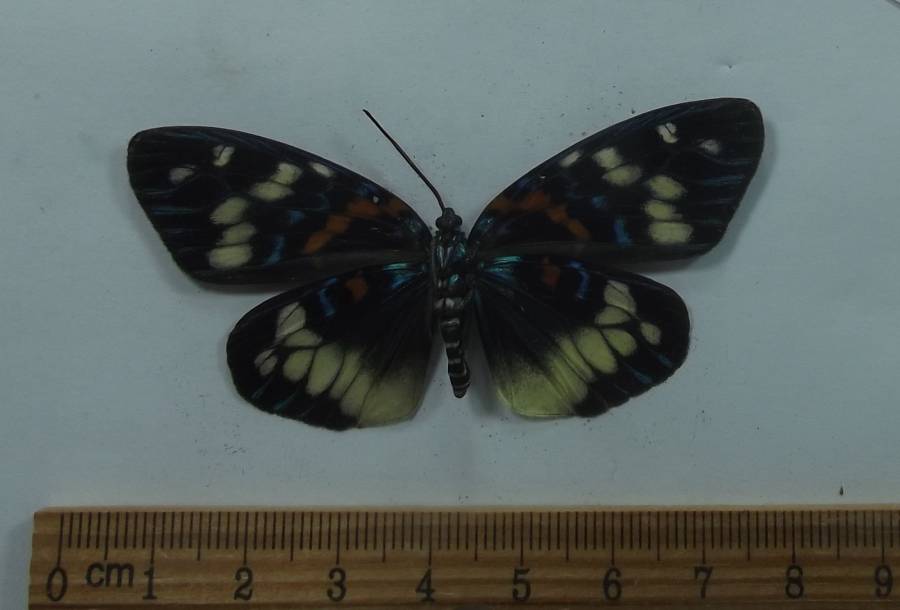 Female - Ventral View<br>(Origin of the Specimen: Laos, April  2003)