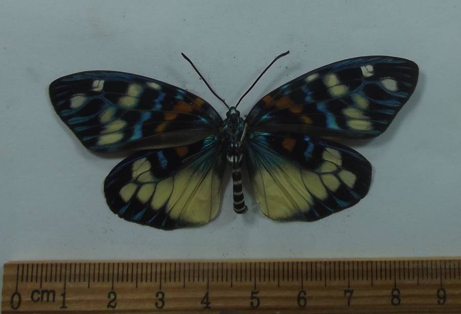 Female - Ventral View<br>(Origin of the Specimen: NEED DATA)