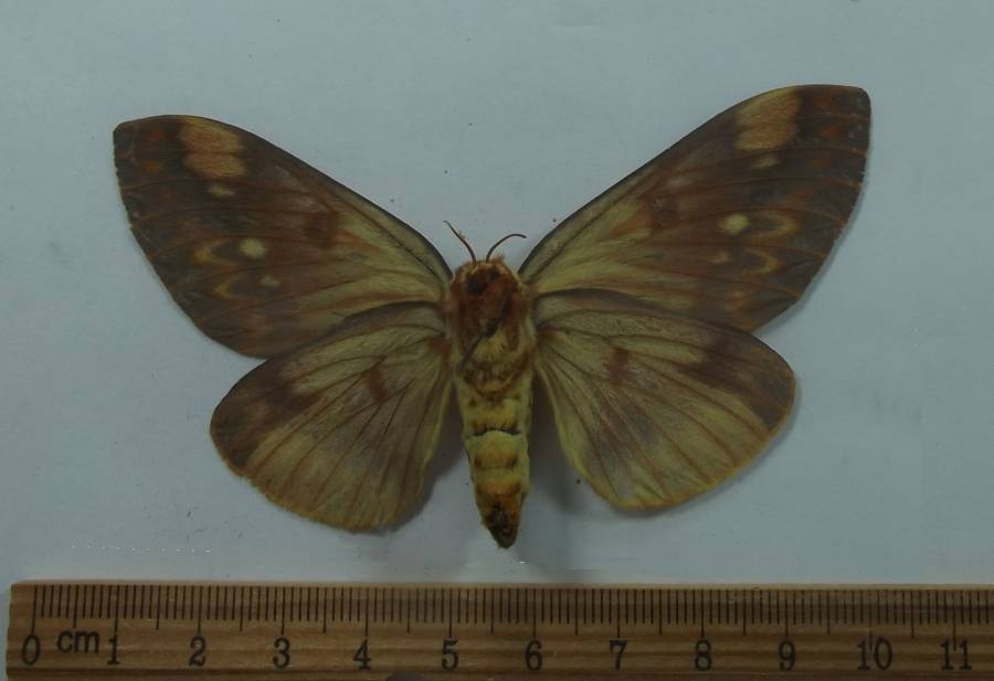 Female - Ventral View<br>(Origin of the Specimen: Belize, April 2007)