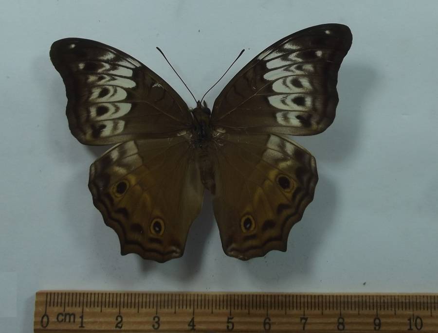 Female - Dorsal View<br>(Origin of the Specimen: Biak Isle, Nov. 2014)