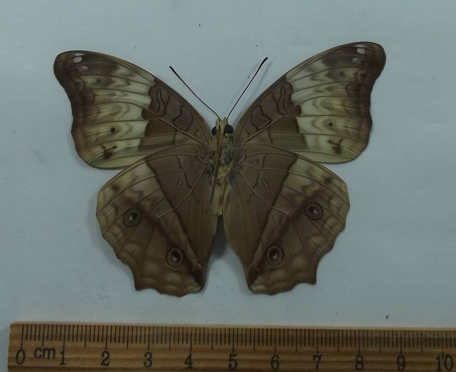 Female - Ventral View<br>(Origin of the Specimen: Biak Isle, Nov. 2014)