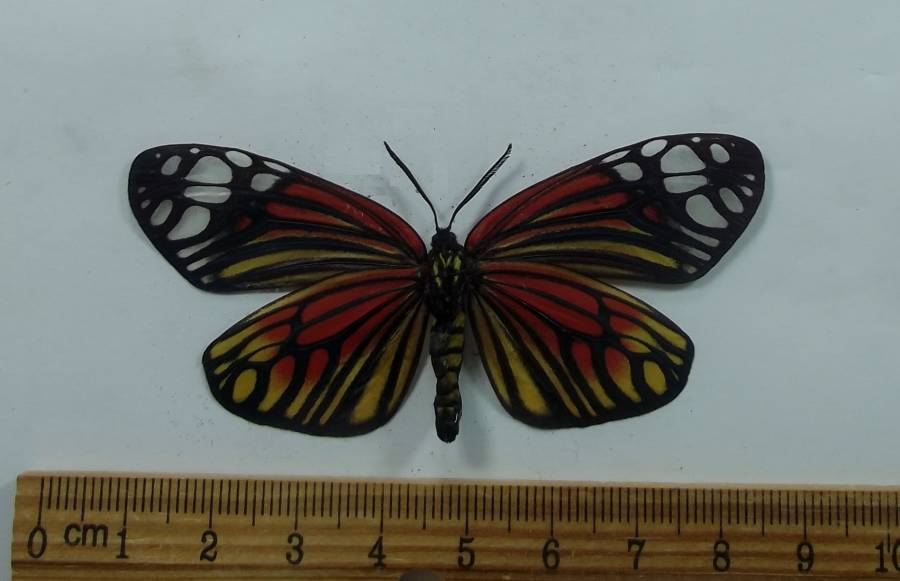 Female - Ventral View<br>(Origin of the Specimen: Laos, August  2007)