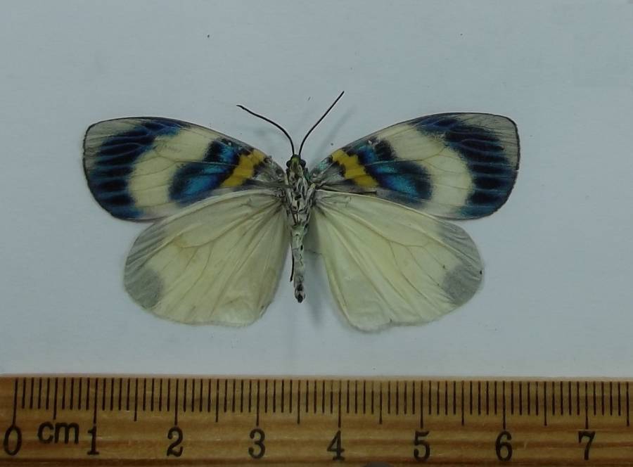 Male - Ventral View<br>(Origin of the Specimen: Vietnam, November 2001)