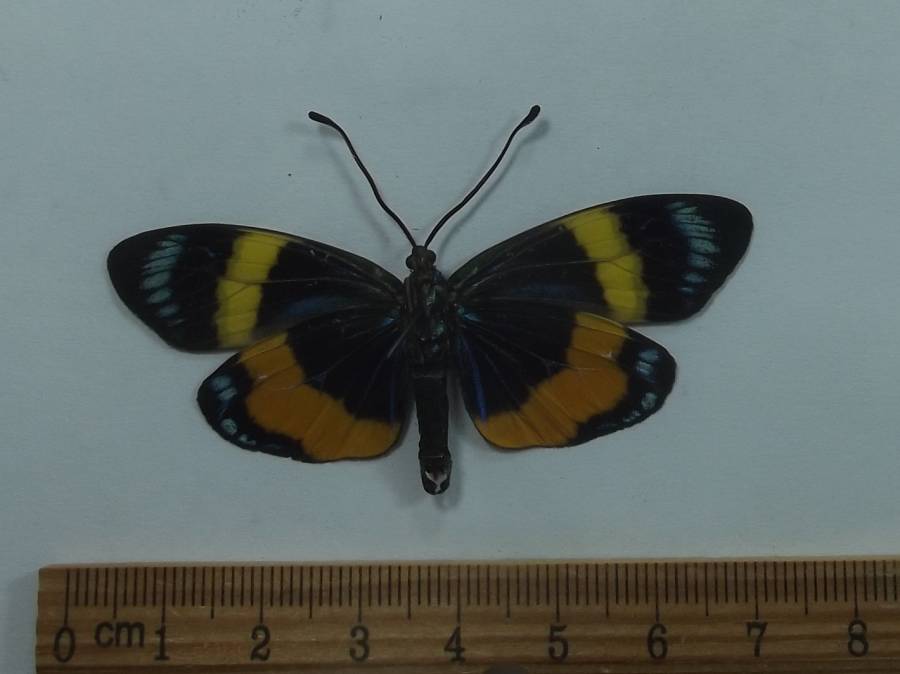 Male - Ventral View<br>(Origin of the Specimen: Vietnam, July 2012)
