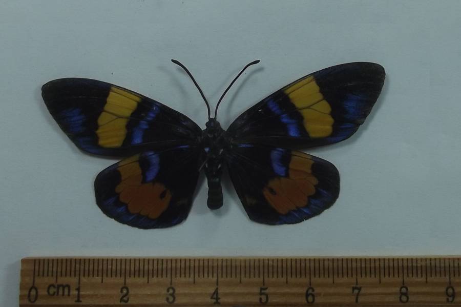 Male - Ventral View<br>(Origin of the Specimen: Vietnam, Dec. 2002)