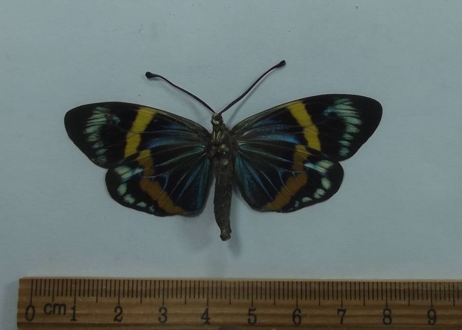 Male - Ventral View<br>(Origin of the Specimen: Thailand, April 2012)