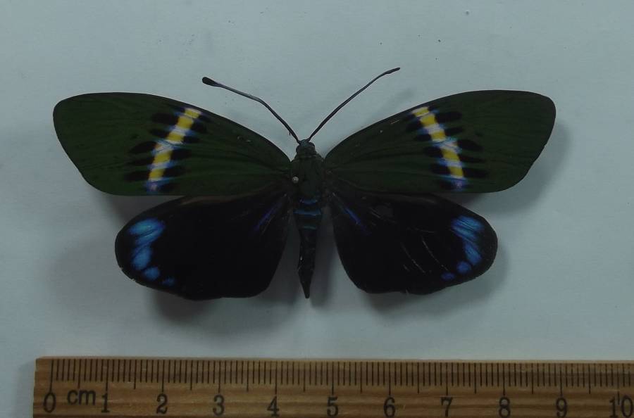 Female - Dorsal View<br>(Origin of the Specimen: Thailand, April 2012)