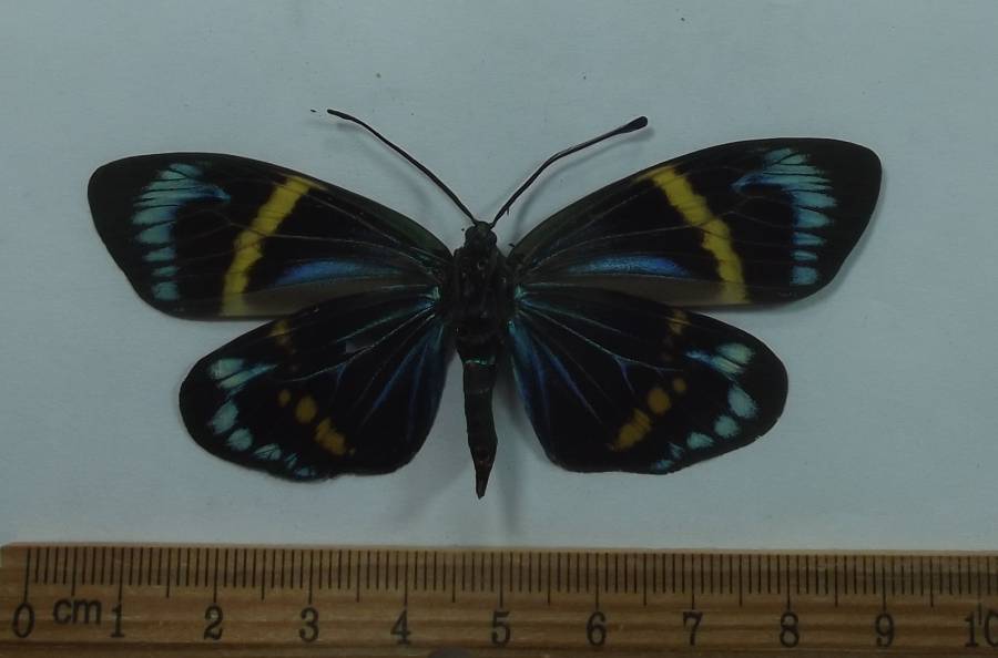 Female - Ventral View<br>(Origin of the Specimen: Thailand, April 2012)