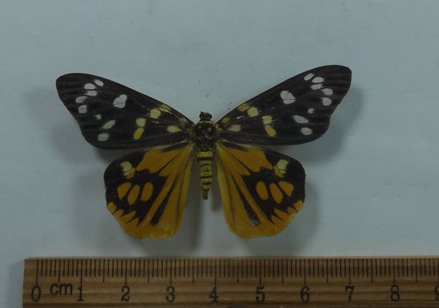 Female - Dorsal View<br>(Origin of the Specimen: Vietnam, April 1994)