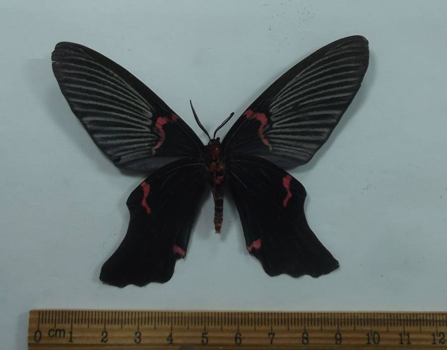 Male - Ventral<br>(Origin of the Specimen: Vietnam, Spet. 1992)