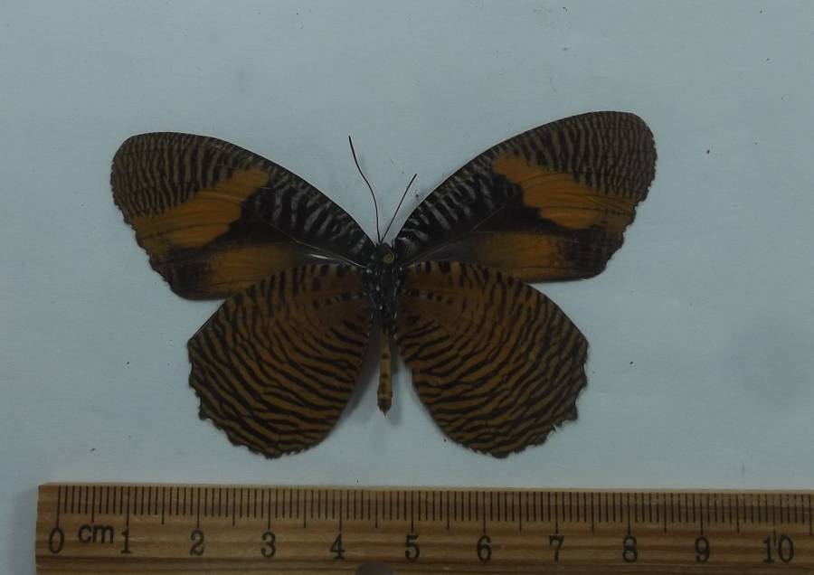 Male - Vetnral View<br>(Origin of the Specimen: Uganda, July 1978)