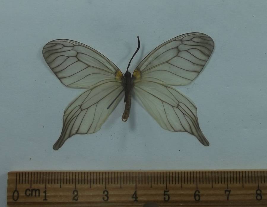 Male - Ventral View<br>(Origin of the Specimen: Japan,  May 1999)