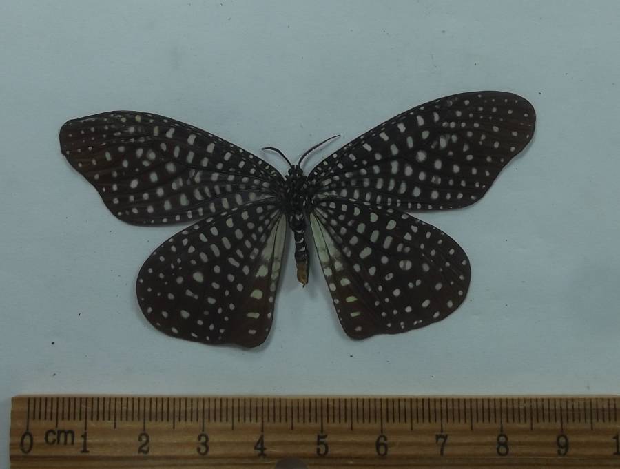 Female - Ventral View<br>(Origin of the Specimen: Laos, Sept. 2002)