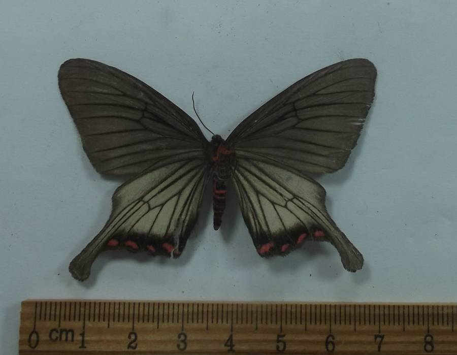 Female - Ventral View<br>(Origin of the Specimen: Vietnam, Sept. 2009)