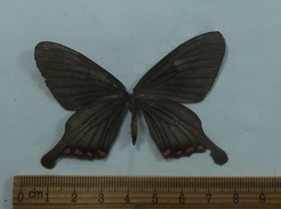 Female - Ventral View<br>(Origin of the Specimen: Vietnam, Ausgust 2002)