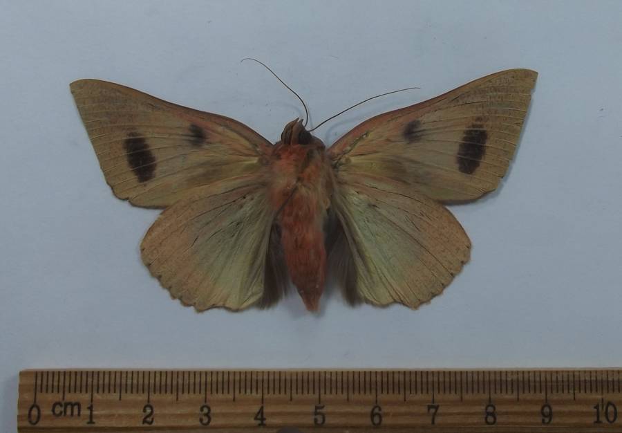 Male - Ventral View<br>(Origin of the Specimen: Laos, August 2009)