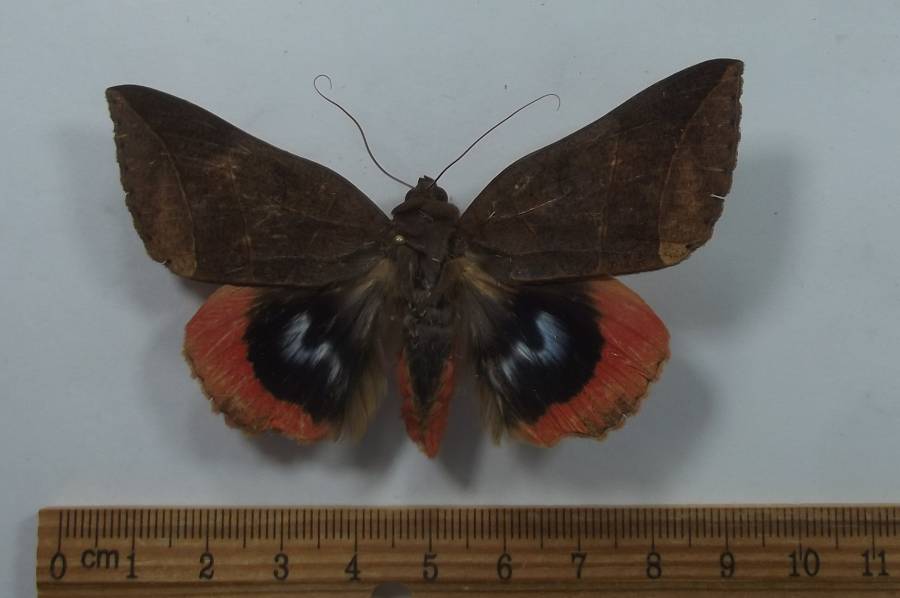 Feamel -Dorsal View<br>(Origin of the Specimen: Laos, August 2009)