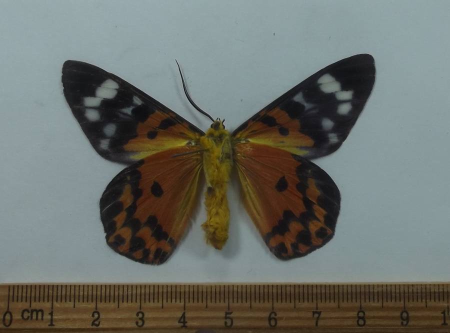 Male - Ventral View<br>(Origin of the Specimen: West Java, August 2002)
