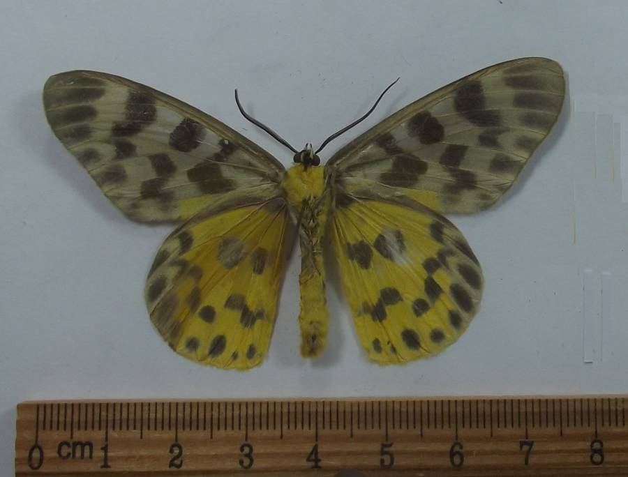 Male - Ventral View<br>(Origin of the Specimen: East Timor, July 2002)