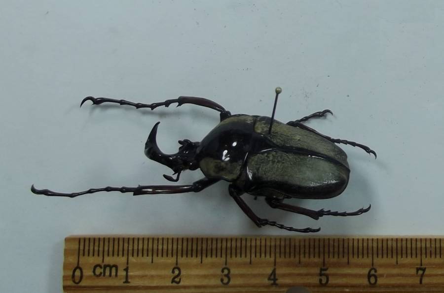 Male - Angle View<br>(Origin of the Specimen: Lang Dong, Vietnam, April 2016)